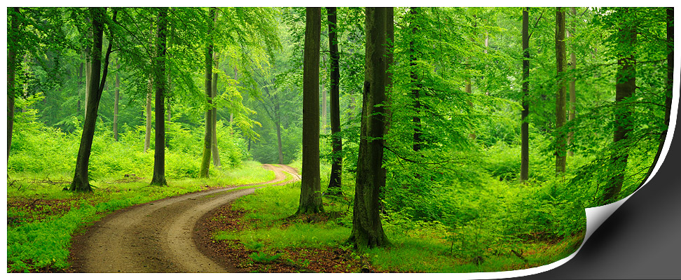 wald